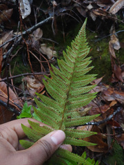 Polystichum californicum × munitum