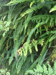 Nephrolepis cordifolia