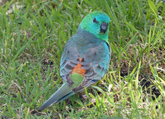 Psephotus haematonotus