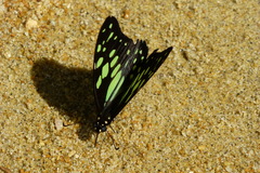 Graphium cyrnus