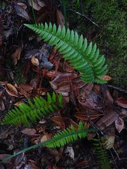 Polystichum californicum