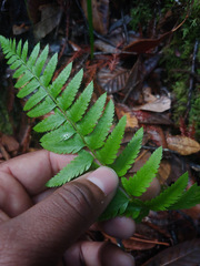 Polystichum californicum