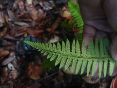Polystichum californicum