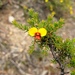Dillwynia rudis - Photo (c) M.J. Baker, algunos derechos reservados (CC BY-NC), subido por M.J. Baker