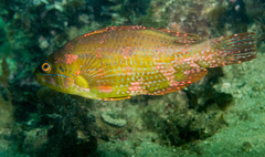 Heteroscarus acroptilus