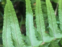 Nephrolepis cordifolia