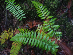 Polystichum californicum