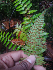 Polystichum californicum