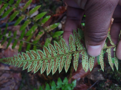 Polystichum californicum