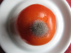 Botrytis