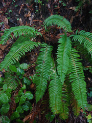Polystichum californicum × munitum