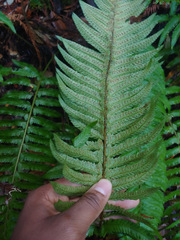 Polystichum californicum × munitum