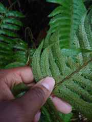 Polystichum californicum × munitum