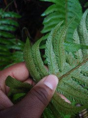 Polystichum californicum × munitum