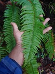 Polystichum californicum × munitum