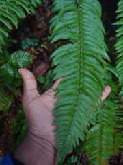 Polystichum californicum × munitum