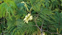 Paraserianthes