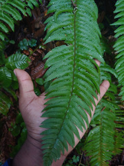 Polystichum californicum × munitum