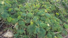 Paraserianthes