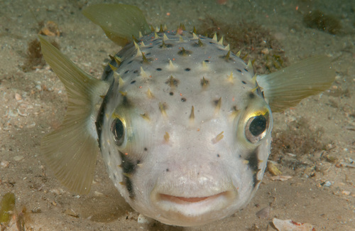 Balloonfish (Dicotylichthys punctulatus) — Diodontidae — 2