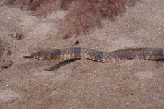 Filicampus tigris
