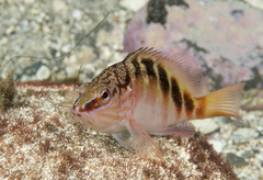 Hypoplectrodes maccullochi