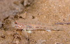 Istigobius hoesei