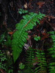 Polystichum californicum × munitum