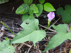 Ipomoea × leucantha