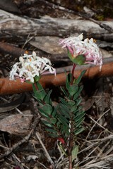 Pimelea alpina