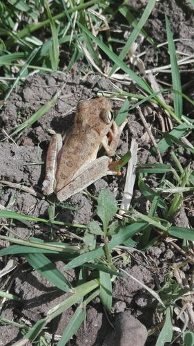 Boana pugnax