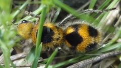 Dasymutilla cressoni