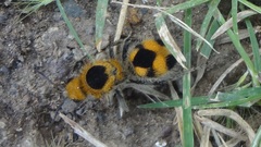 Dasymutilla cressoni