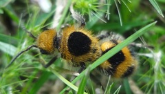 Dasymutilla cressoni