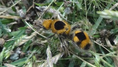 Dasymutilla cressoni