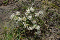Pimelea alpina