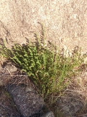 Gonocarpus elatus