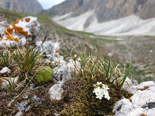 Androsace hausmannii, photograph 5