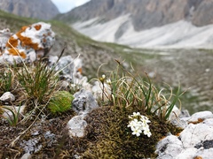 Androsace hausmannii, photograph (c) Étienne Léveillé-Bourret, some rights reserved (CC BY)