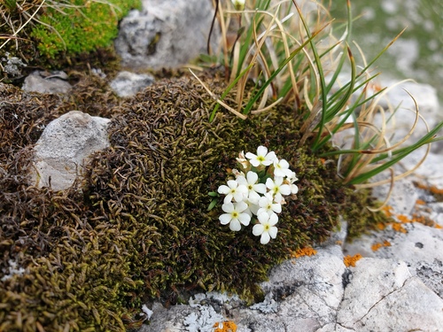 Androsace hausmannii, photograph 6