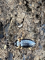 Patrobus longicornis