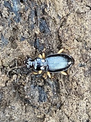 Patrobus longicornis