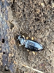 Patrobus longicornis