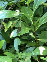 Mycalesis perseoides