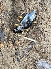 Patrobus longicornis