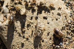 Alloniscus perconvexus