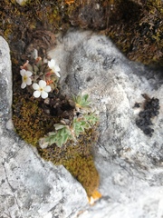 Androsace hausmannii, photograph (c) Étienne Léveillé-Bourret, some rights reserved (CC BY)