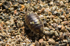 Alloniscus perconvexus