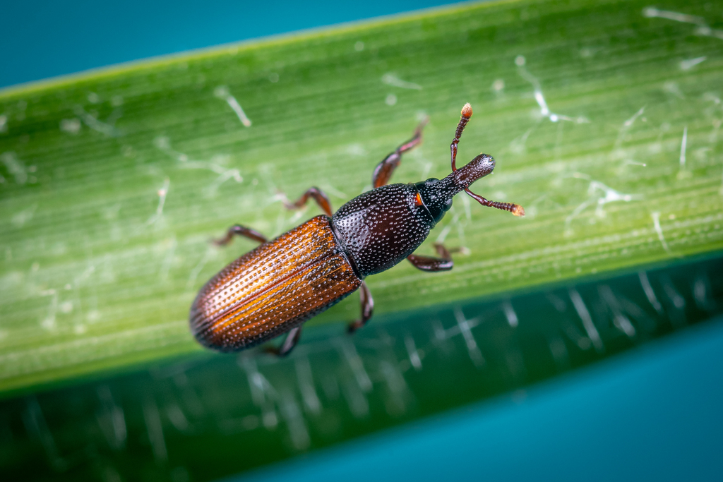 Mesites pallidipennis
