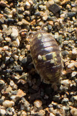 Alloniscus perconvexus